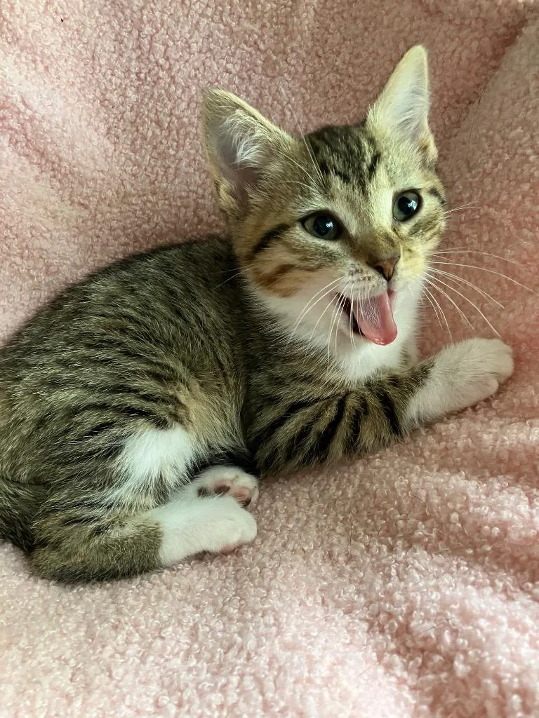 A baby medium-sized female Domestic Short Hair cat named Munna for adoption in Evans, GA