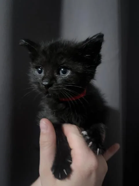 A baby small-sized female Domestic Short Hair cat named Saturn for adoption in Camarillo, CA