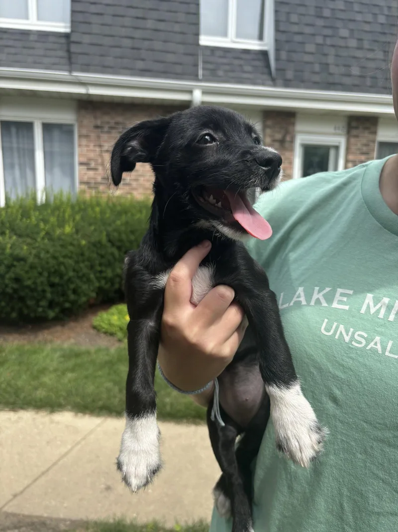 A baby medium-sized female Terrier dog named Stella for adoption in Wheaton, IL