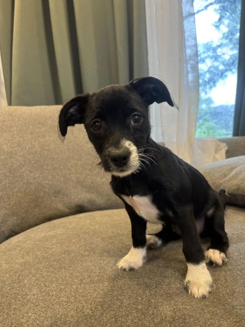 Stella thumbnail 3