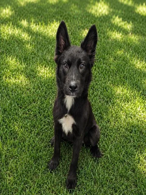A young medium-sized male German Shepherd Dog dog named Bruce for adoption in Wylie, TX