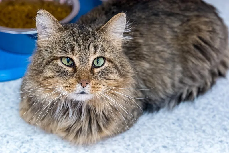 Mufasa  Kbc thumbnail 3