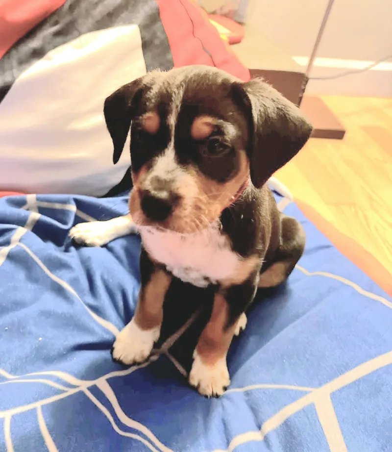 A baby small-sized female Beagle dog named Brie for adoption in Knoxville, TN