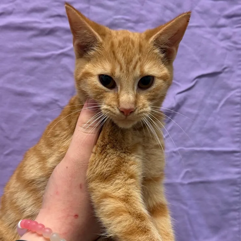 A baby small-sized female Domestic Short Hair cat named Hocus for adoption in Ewing, NJ