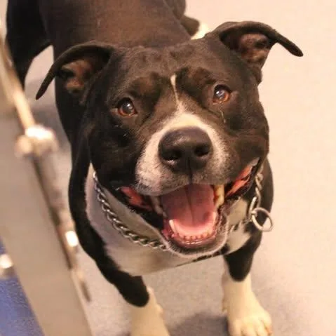 An adult medium-sized male Black Pit Bull Terrier dog named Rufus for adoption in Fredericksburg, VA