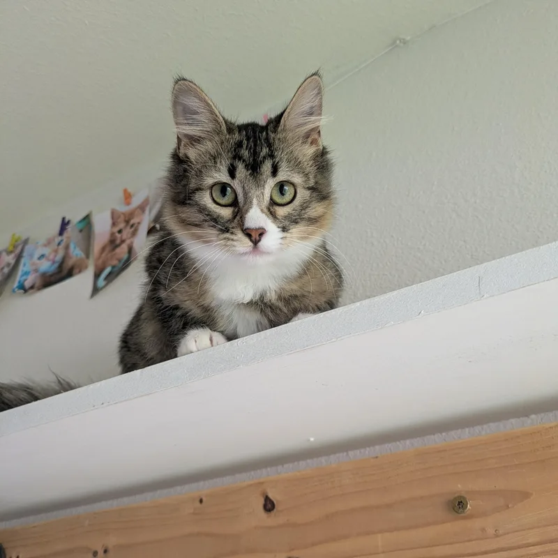 A baby medium-sized female Domestic Medium Hair cat named Moxie for adoption in Omaha, NE