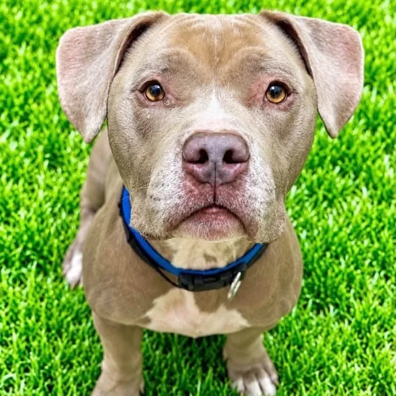 An adult large-sized male Apricot / Beige Pit Bull Terrier dog named Major for adoption in Battle Creek, MI