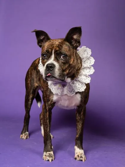A senior medium-sized female Mixed Breed dog named Princess for adoption in Atlanta, GA