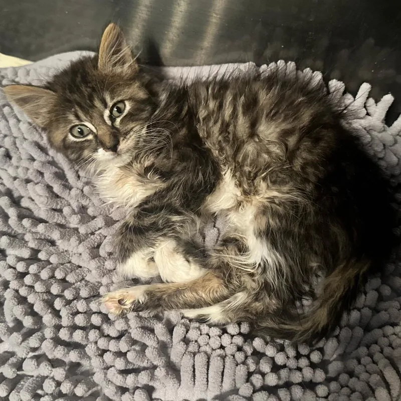 A baby small-sized female White Domestic Medium Hair cat named Grace for adoption in Klamath Falls, OR