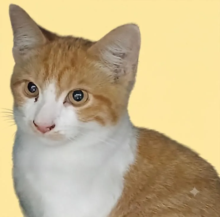 A baby medium-sized male Domestic Short Hair cat named Stuart for adoption in Chatsworth, CA