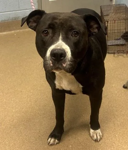 An adult large-sized female Mixed Breed dog named Papaya for adoption in Chamblee, GA