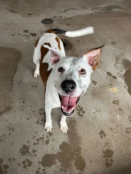 A young large-sized female Mixed Breed dog named Gwendolyn for adoption in Knoxville, TN