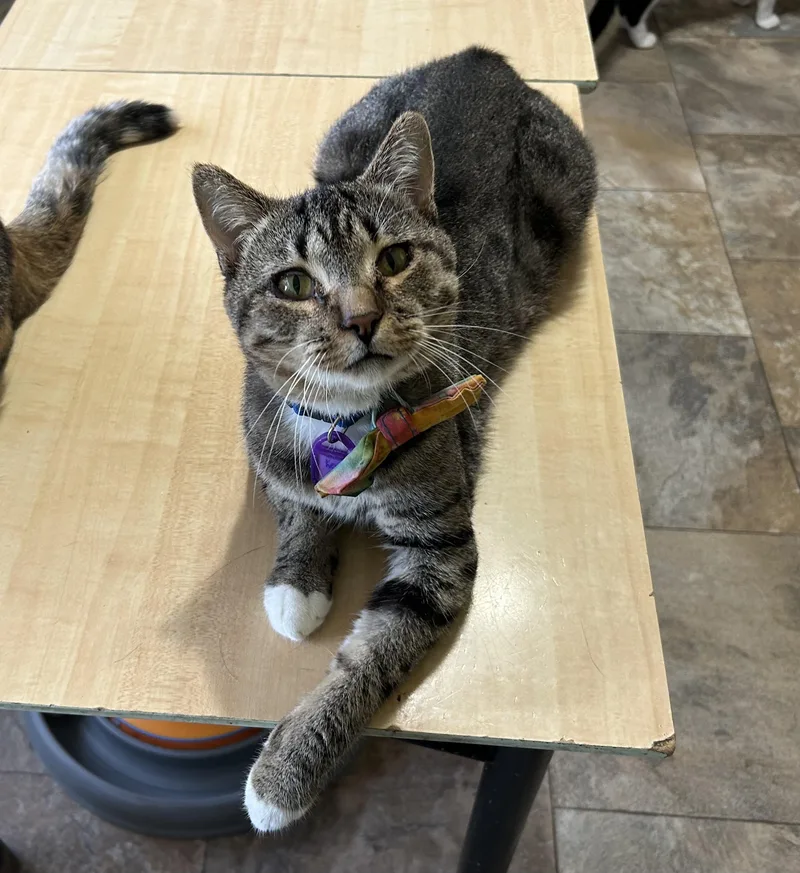 An adult medium-sized male Tabby (Brown / Chocolate) Domestic Short Hair cat named Kemp for adoption in La Salle, IL