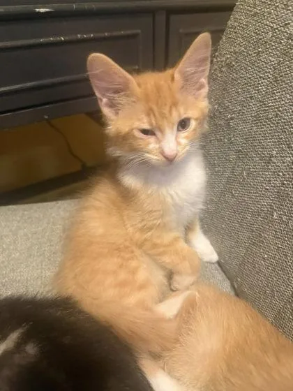 A baby small-sized female Domestic Short Hair cat named Mango for adoption in Hobart, IN