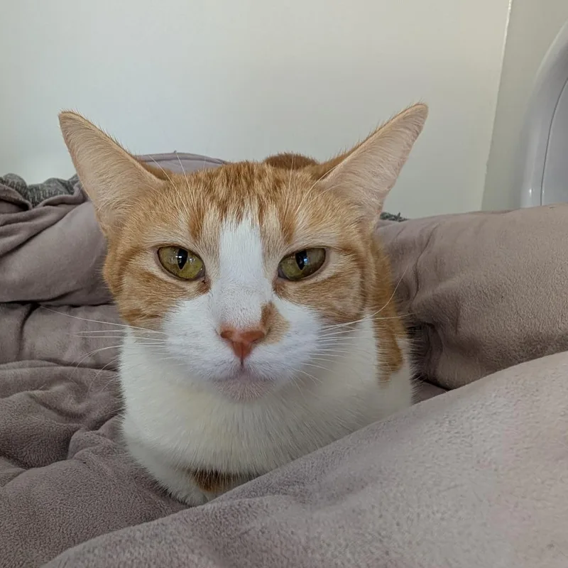 A young small-sized female Domestic Short Hair cat named Daisy for adoption in Downers Grove, IL