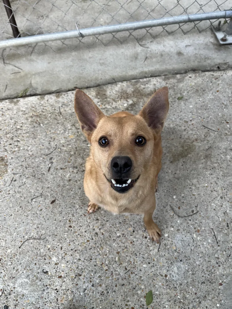 An adult small-sized male Golden Chihuahua dog named Chili for adoption in Baton Rouge, LA