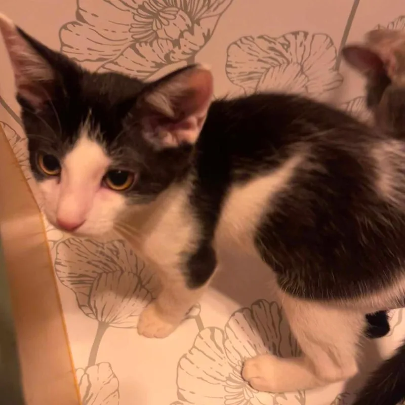 A baby small-sized male Black Domestic Short Hair cat named Military Jet for adoption in Rocky Mount, VA