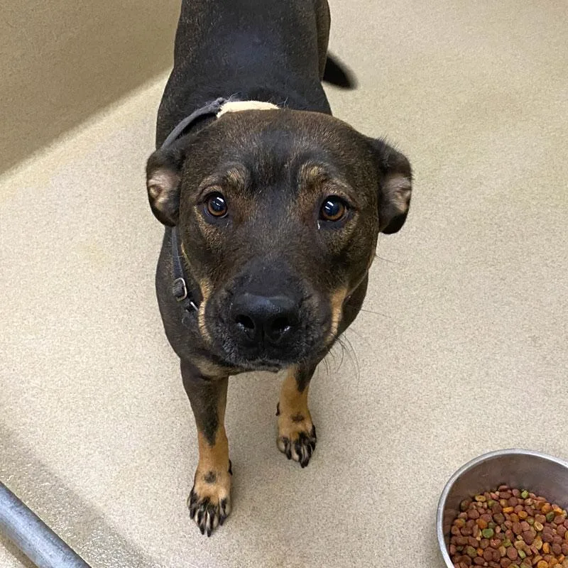 An adult medium-sized female Bicolor Shepherd dog named Rose for adoption in Monroe, GA