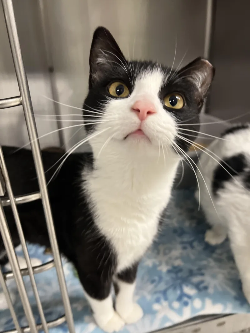 An adult medium-sized female Domestic Short Hair cat named Nala for adoption in Mount Pleasant, MI