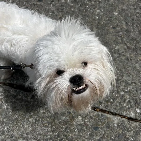 A young small-sized male Shih Tzu dog named Otto for adoption in Oakland, CA