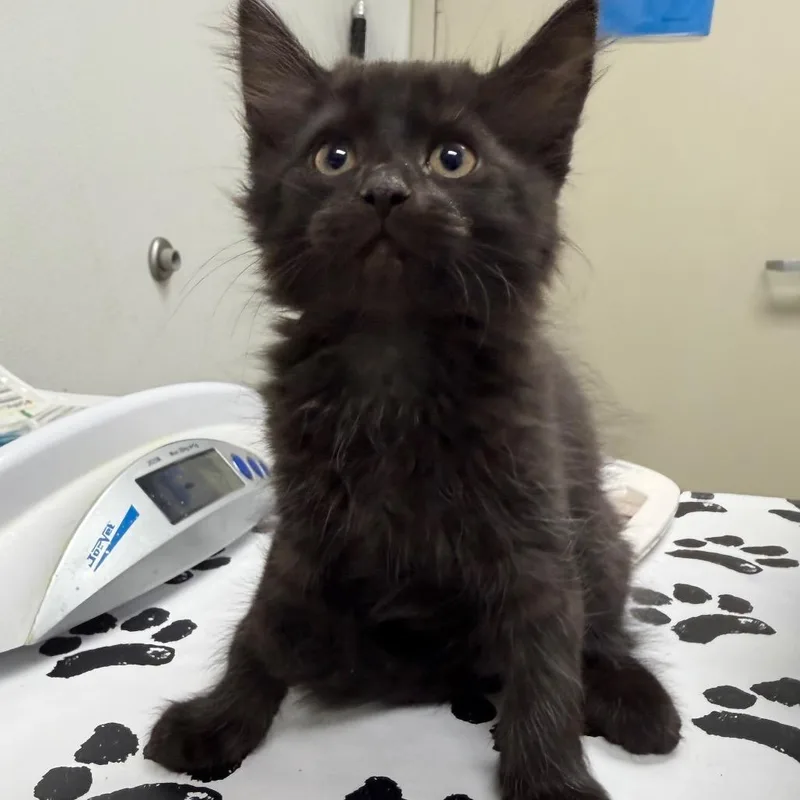 A baby small-sized male Black Domestic Short Hair cat named Onyx for adoption in Harrisonburg, VA