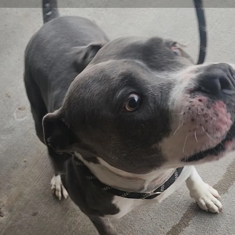 An adult large-sized male White / Cream Pit Bull Terrier dog named Hootie for adoption in Tama, IA