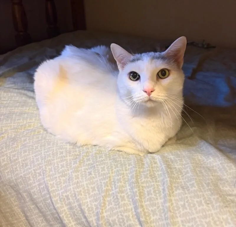 Sheldon Bonded With Belle thumbnail 3
