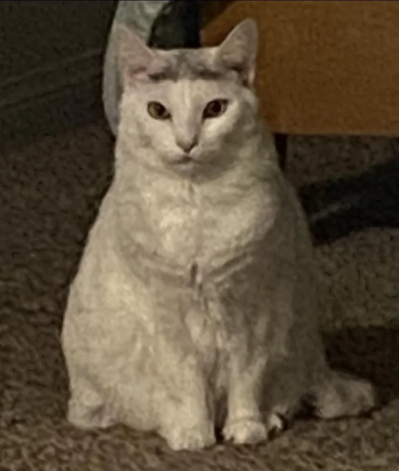 Sheldon Bonded With Belle thumbnail 4