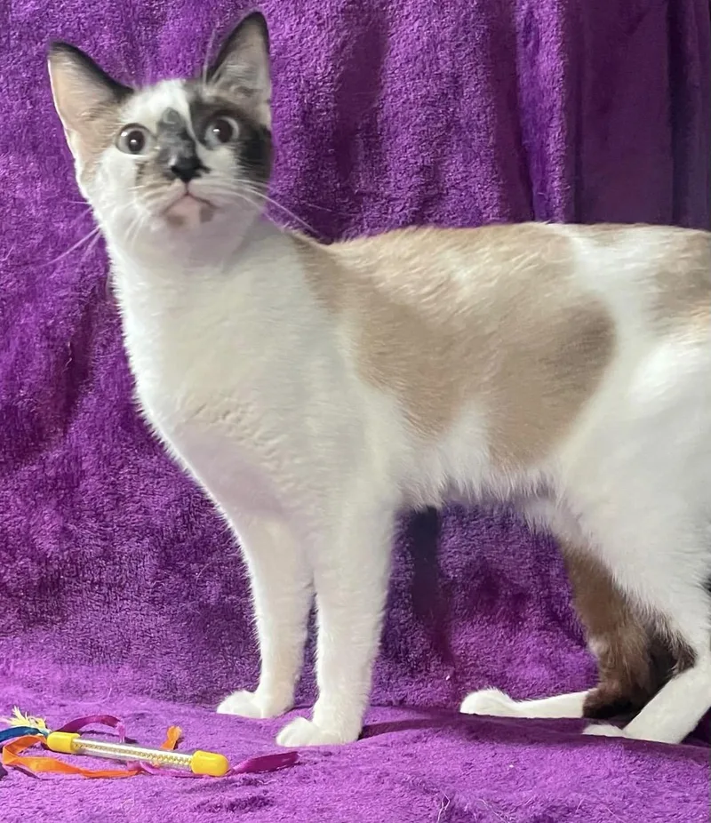 An adult medium-sized female Snowshoe cat named Ella Mae for adoption in Kalama, WA