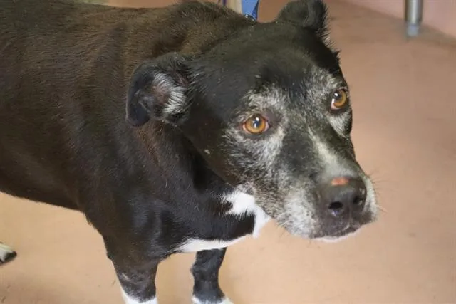 A senior medium-sized female Mixed Breed dog named Raven for adoption in Columbia, SC