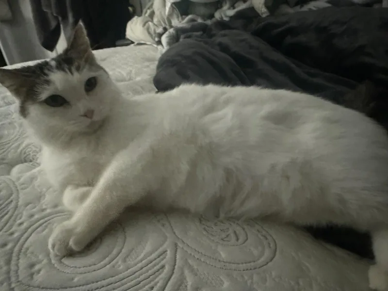 An adult medium-sized female Domestic Short Hair cat named Leia for adoption in Herndon, VA