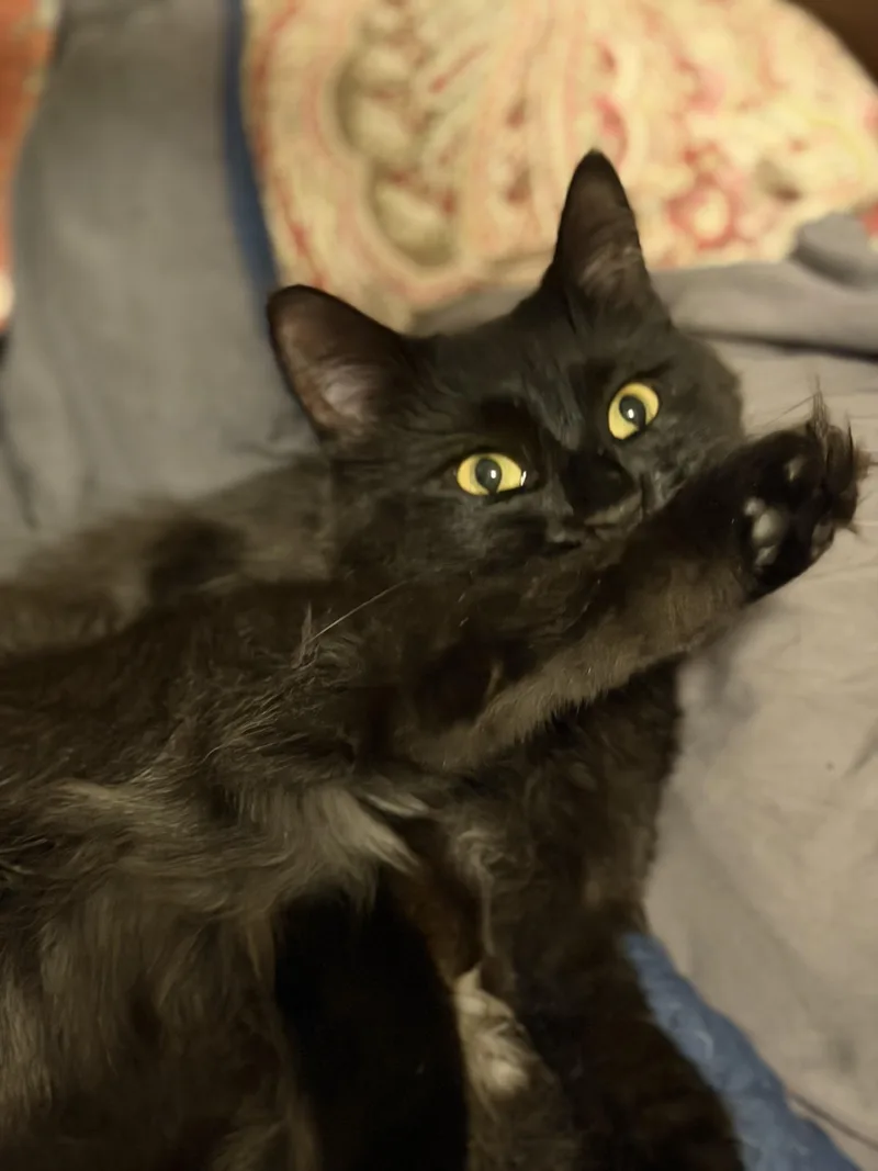 A young medium-sized female Black Domestic Medium Hair cat named Marlene for adoption in Brooklyn, NY