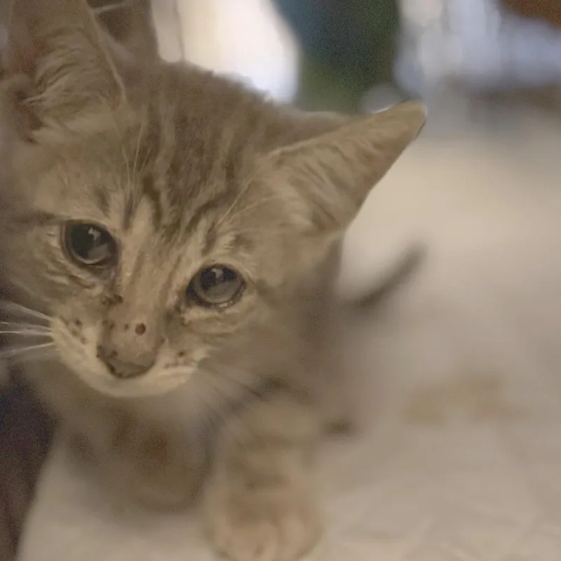 A baby small-sized male Gray / Blue / Silver Domestic Short Hair cat named Cilantro for adoption in Los Angeles, CA