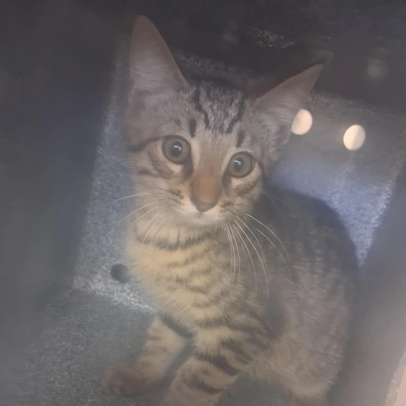 A baby small-sized male Gray / Blue / Silver Domestic Short Hair cat named Bucket for adoption in Auburn, AL