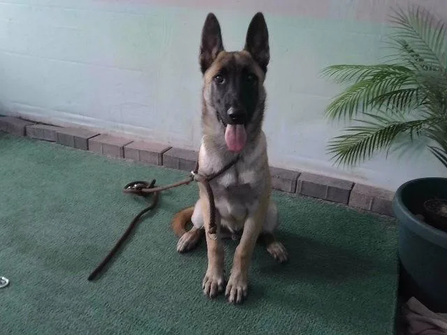A baby medium-sized male German Shepherd Dog dog named Osito for adoption in Baldwin Park, CA