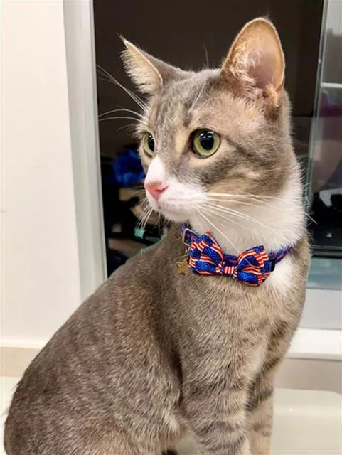 An adult medium-sized male Domestic Short Hair cat named Leo for adoption in Baytown, TX