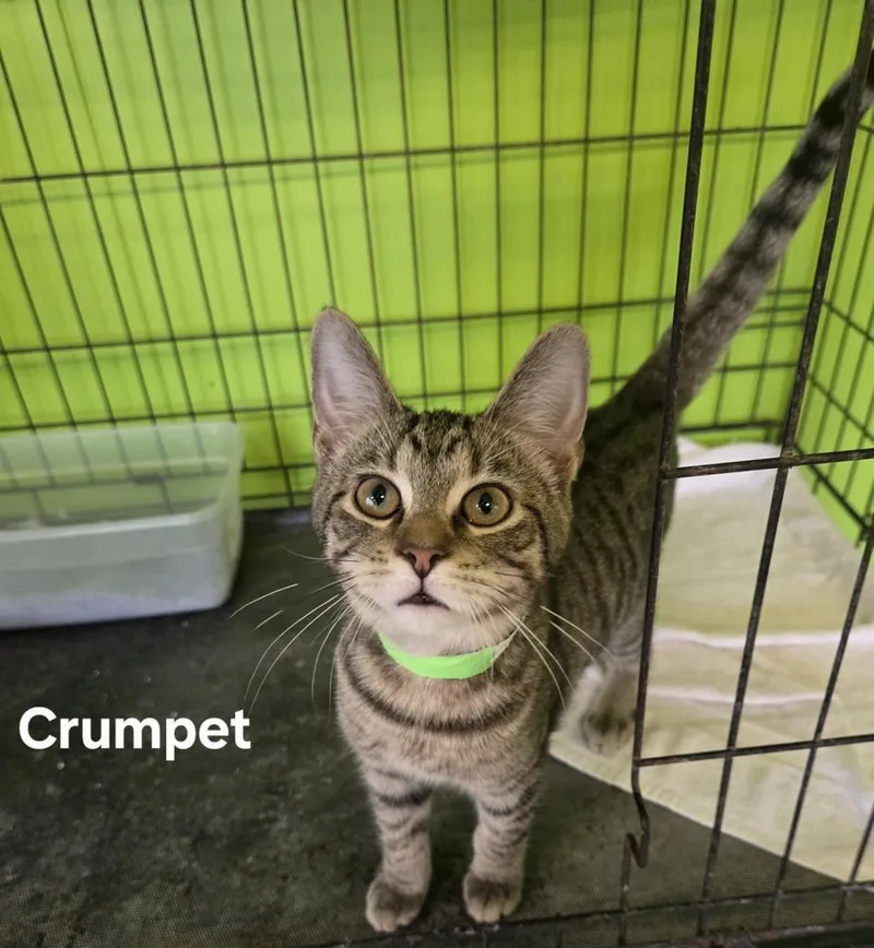A baby medium-sized male Domestic Short Hair cat named Crumpet for adoption in Evansville, IN