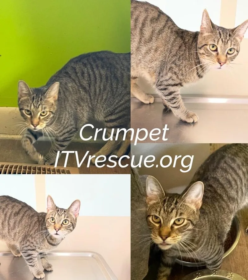 Crumpet thumbnail 2