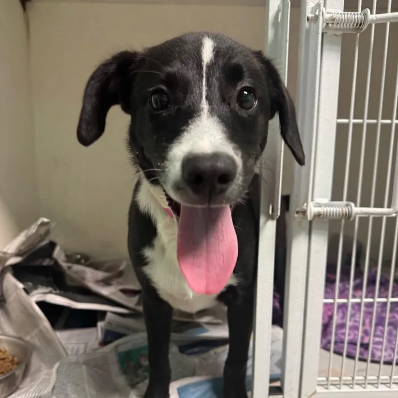 A young small-sized female Mixed Breed dog named Raspberry for adoption in Guaynabo, PR