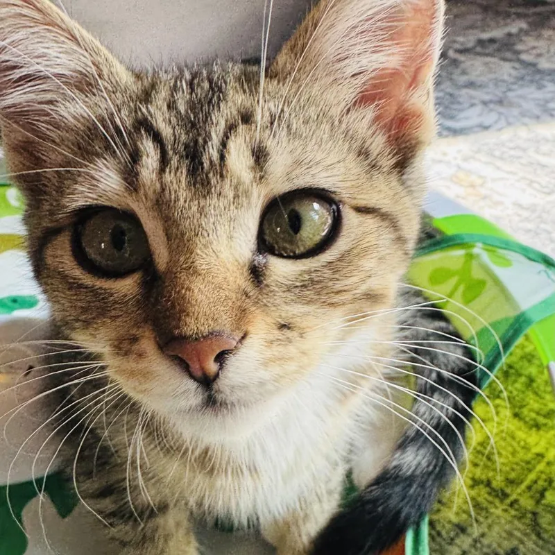 A baby small-sized female Brown / Chocolate Domestic Short Hair cat named Peanut for adoption in Fort Worth, TX