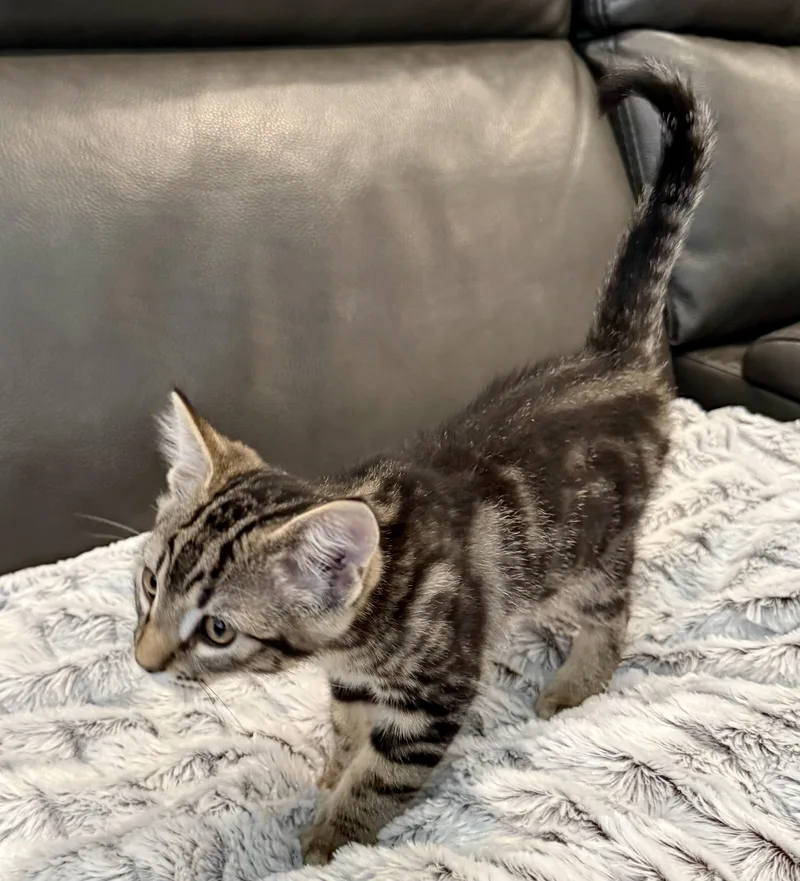A baby medium-sized male Tabby (Brown / Chocolate) Domestic Short Hair cat named Eli for adoption in San Jose, CA