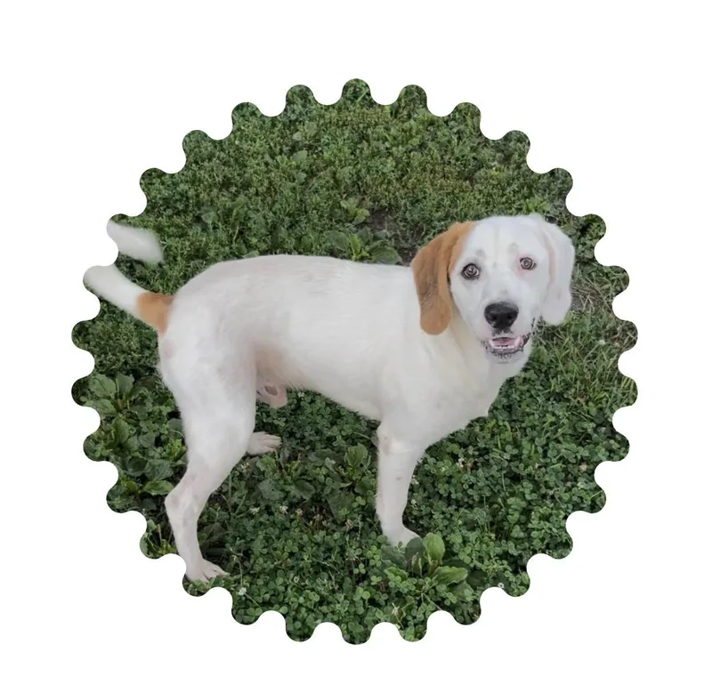 A young medium-sized male White / Cream Beagle dog named Hunter for adoption in Chillicothe, MO
