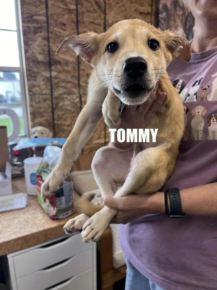 Tommy