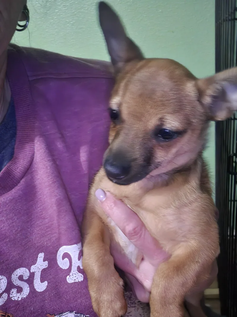 A baby small-sized female Chihuahua dog named Agnes for adoption in Clovis, NM