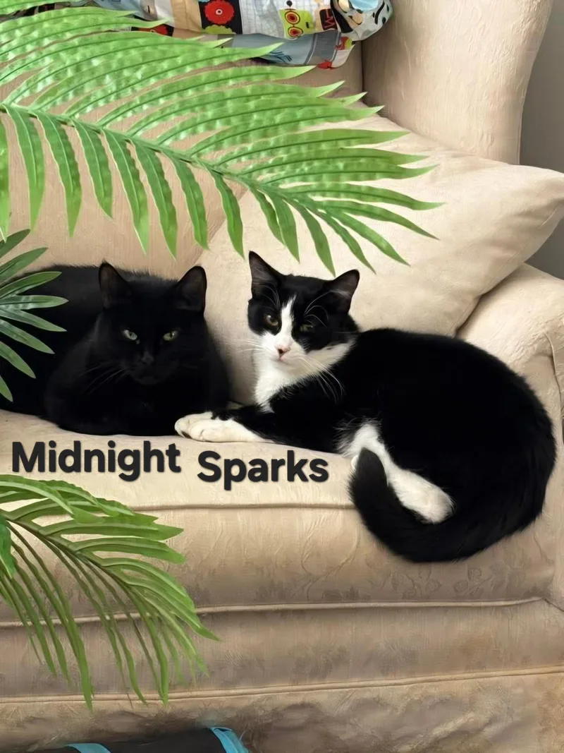 Midnight And Sparks