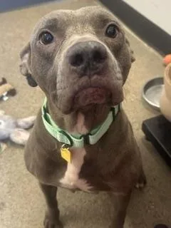 An adult medium-sized female Gray / Blue / Silver Pit Bull Terrier dog named Delaney for adoption in Cleveland, OH