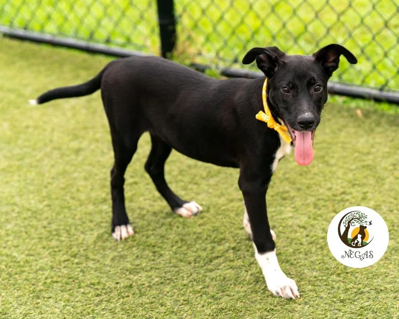 A baby medium-sized male Hound dog named Dash for adoption in Lavonia, GA