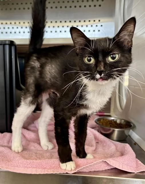 A young small-sized female Domestic Short Hair cat named Cardinal for adoption in Kalamazoo, MI