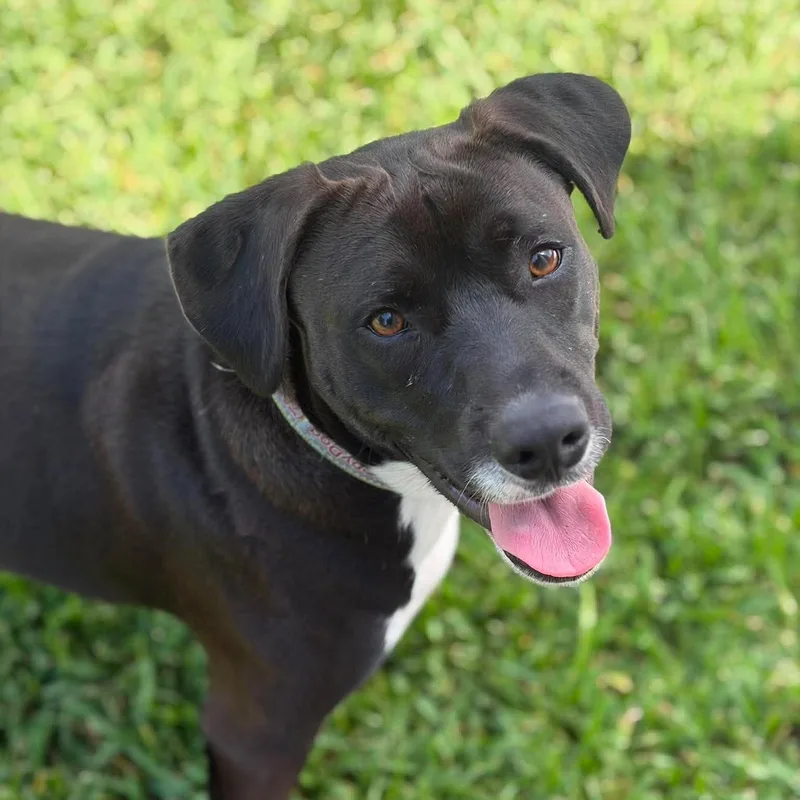 An adult large-sized male Terrier dog named Snoops for adoption in Corpus Christi, TX