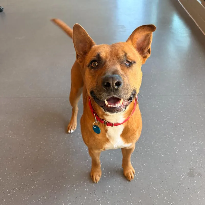 An adult large-sized male Bicolor Mixed Breed dog named Captain Jack Sparrow for adoption in Truckee, CA